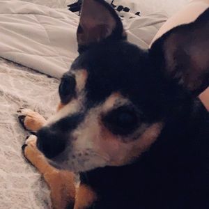 Meet your Posher, Hannah